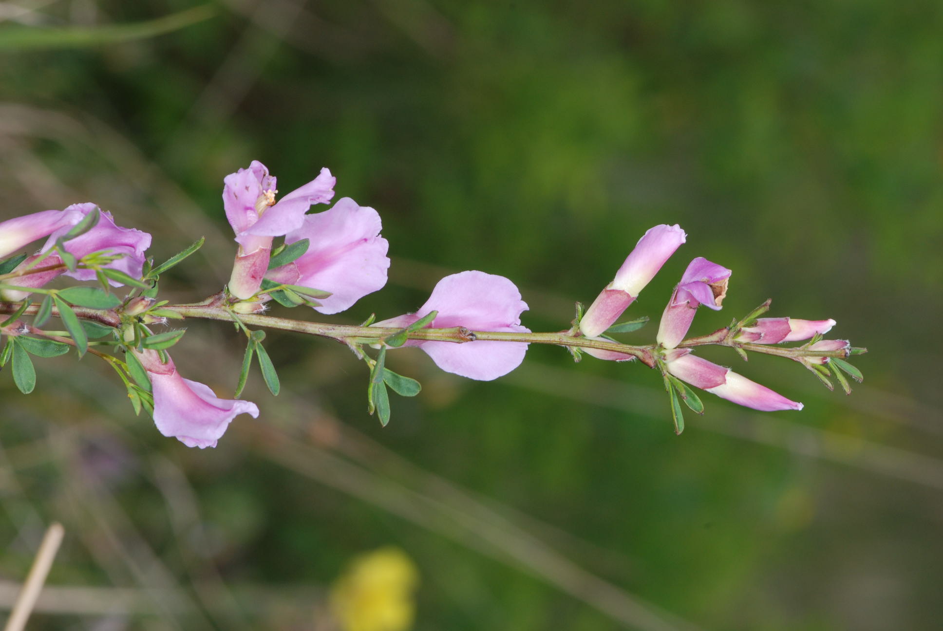 Cytisus purpureus (=Chamaecytisus purpureus)/Citiso purpureo